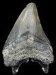 Juvenile Megalodon Tooth - South Carolina #40631-2